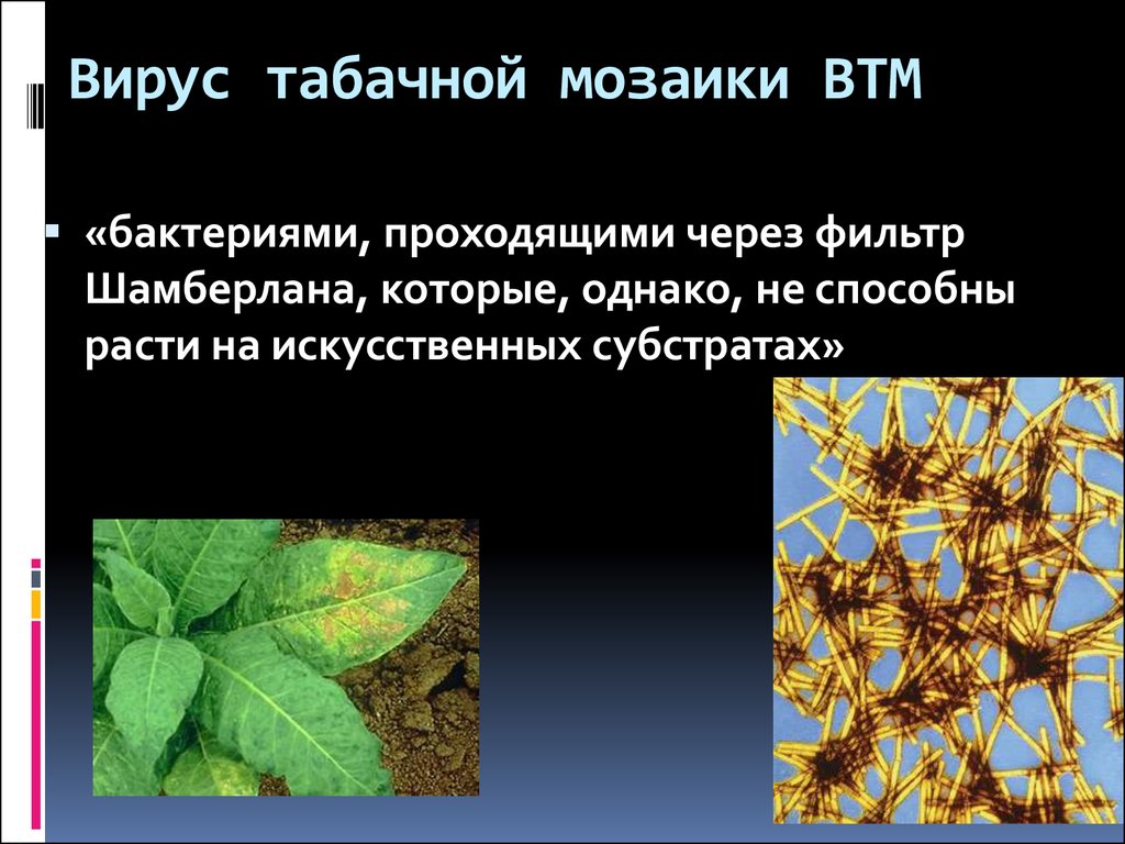 Возбудитель табачной мозаики