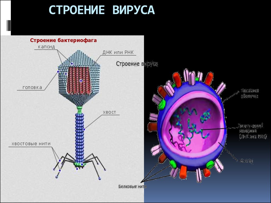 Нарисовать строение вируса и подписать