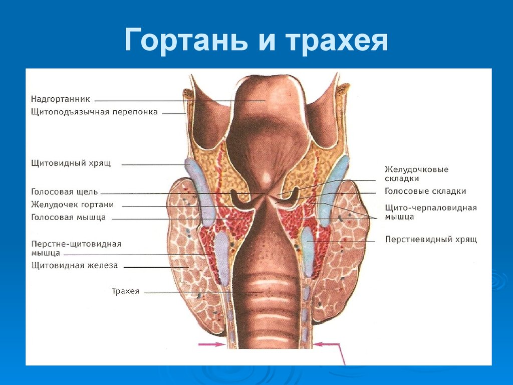 В какую систему органов входит гортань. Строение гортани трахеи анатомия. Дыхательная система анатомия гортань. Гортань глотка трахея строение. Горло гортань трахея анатомия.