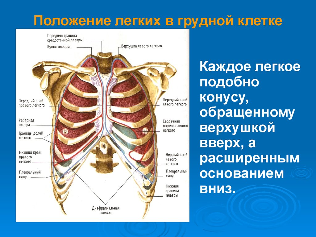 Местоположение легких. Лёгкие в грудной клетке. Строение грудной клетки и легких. Легкие в грудной клетке анатомия.