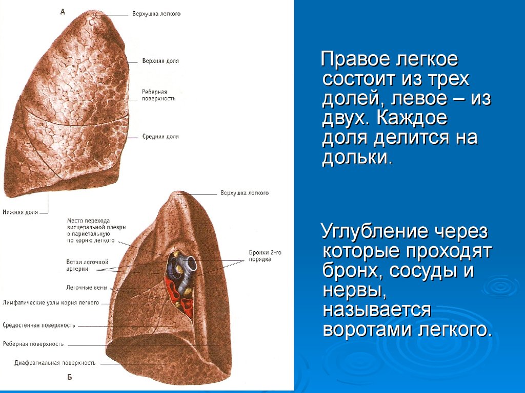 Правое и левое легкое. Правая доля легкого состоит из 2 долей. Правое легкое состоит из. Доли правого легкого. Правое легкое доли.