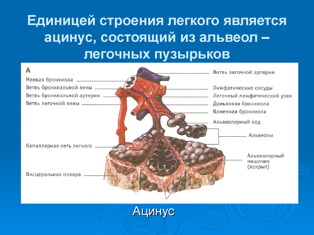 Легкое является. Структурно функциональная единица легкого ацинус. Ацинус это структурно-функциональная единица. Легочный ацинус строение. Ацинус – структурная функциональная единица легких.