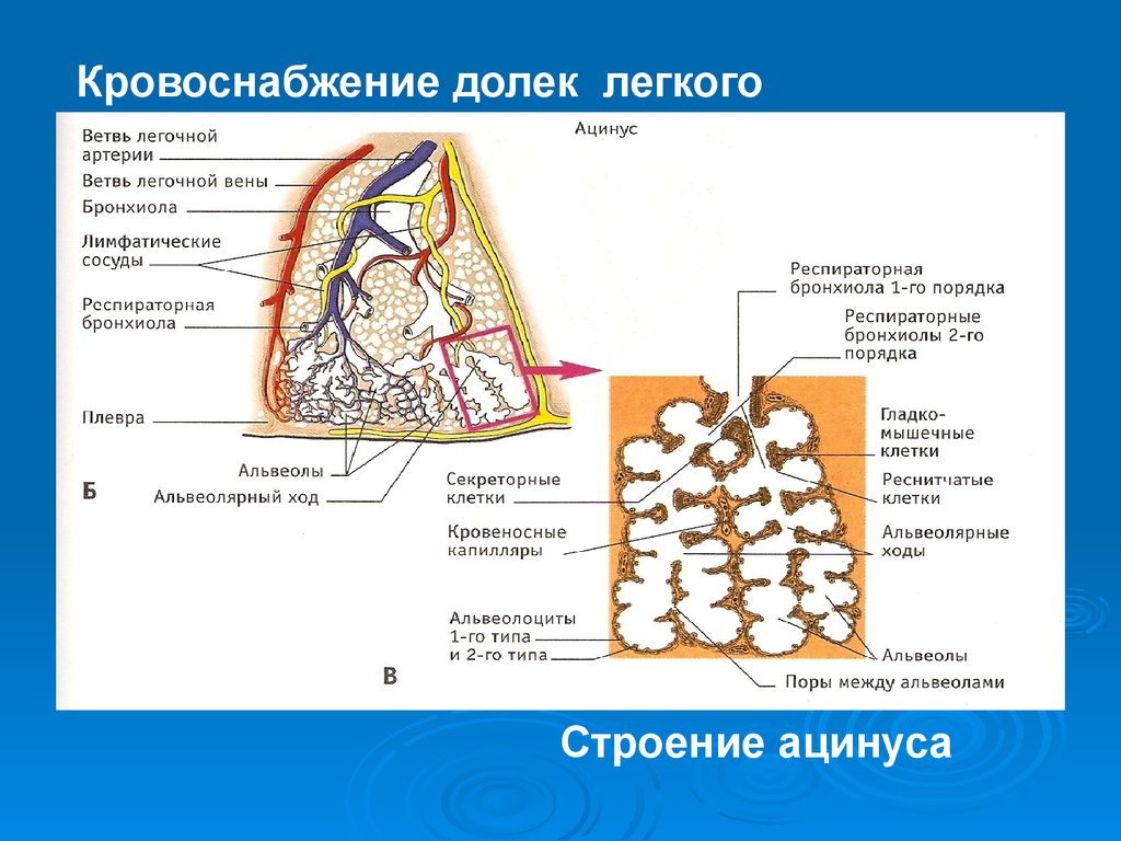 Схема строения ацинуса