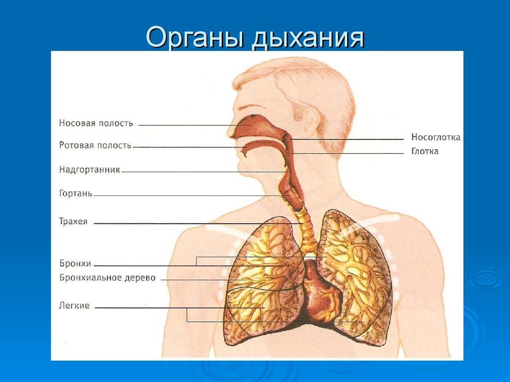 Тема органов дыхания. Дыхательная система Верхние и нижние дыхательные пути. Анатомия дыхательных путей человека. Органы дыхательной системы Верхние и нижние дыхательные пути. Дыхательные путтиселовека.