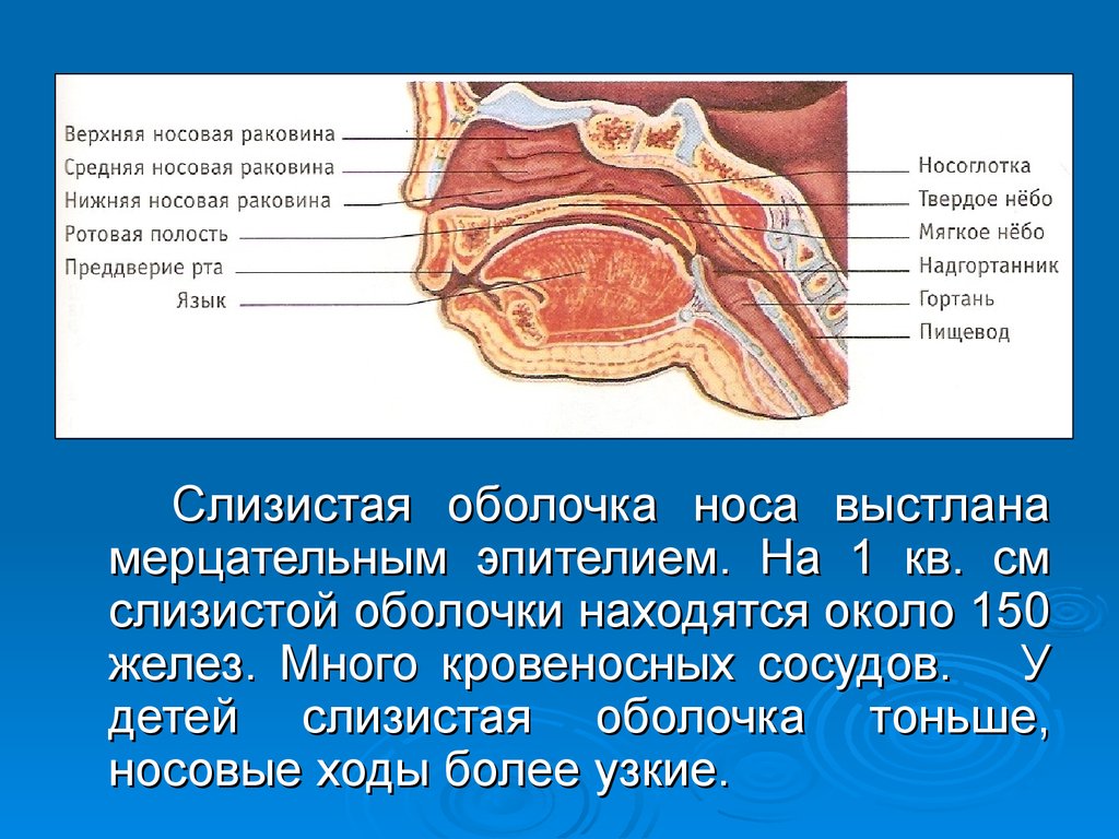 Слизистая полости носа. Железы слизистой оболочки носа. Слизистая оболочка носа. Функции слизистой оболочки носовой полости.