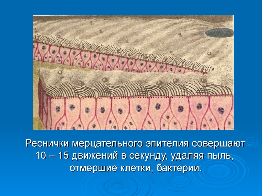 Стенки верхних дыхательных путей выстилает ткань изображенная на рисунке