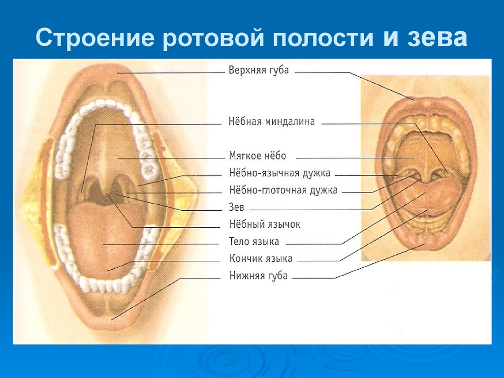 Ротовая полость норма. Небная миндалина анатомия ротовой полости. Строение зева человека. Небная миндалина структура анатомия. Строение ротовой полости миндалины.