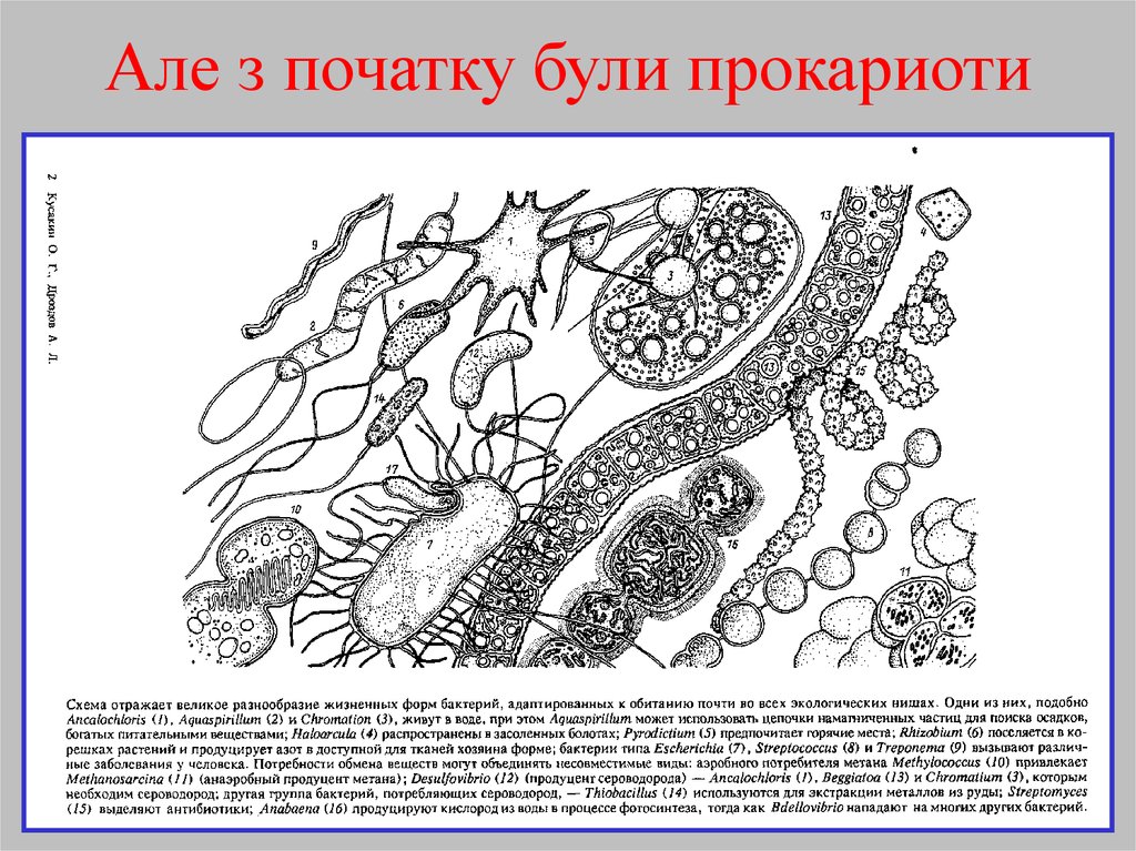 Але з початку були прокариоти