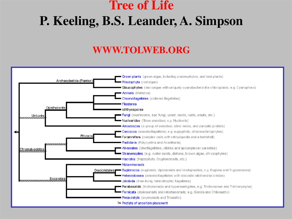 Tree of Life P. Keeling, B.S. Leander, A. Simpson WWW.TOLWEB.ORG