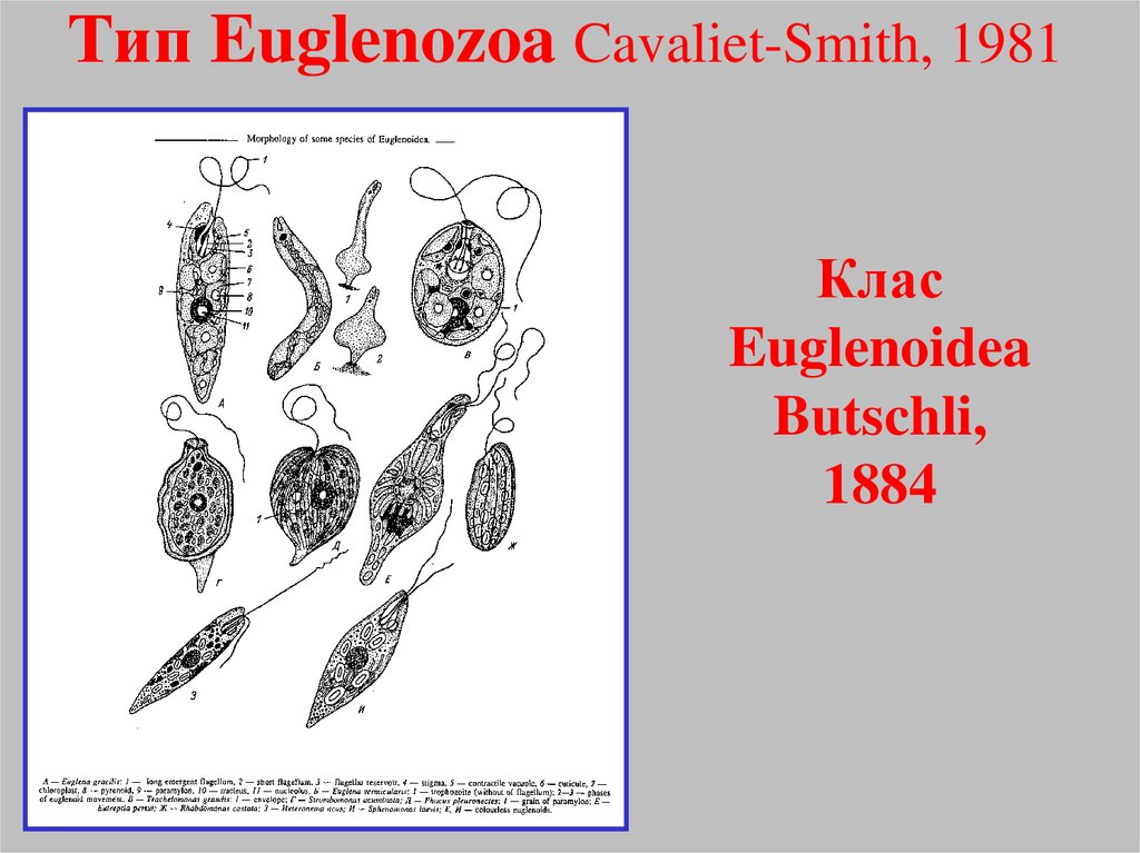 Тип Euglenozoa Cavaliet-Smith, 1981