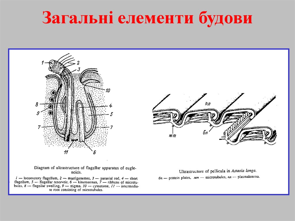 Загальні елементи будови
