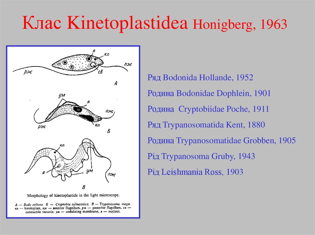 Клас Kinetoplastidea Honigberg, 1963