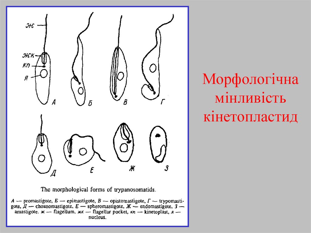 Морфологічна мінливість кінетопластид