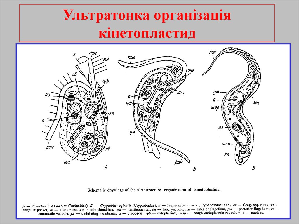 Ультратонка організація кінетопластид