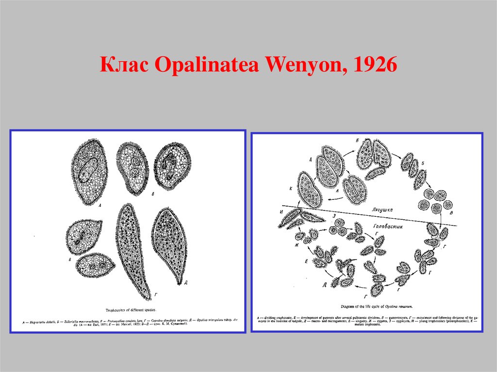 Клас Opalinatea Wenyon, 1926