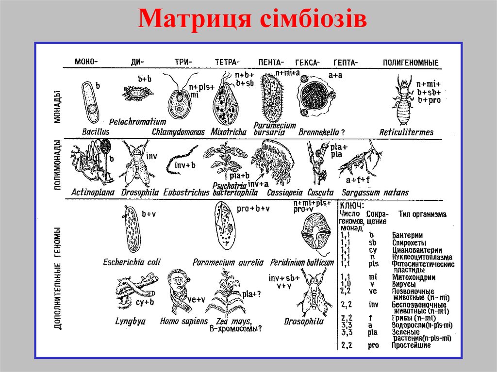 Матриця сімбіозів
