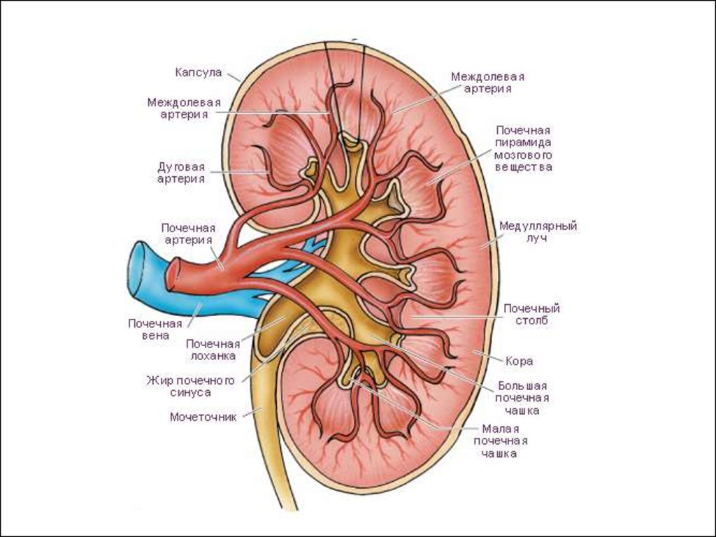 Артерия и вена почки. Почечные артерии анатомия. Почечная артерия и почечная Вена. Строение почки кровоснабжение. Строение капилляров почки.