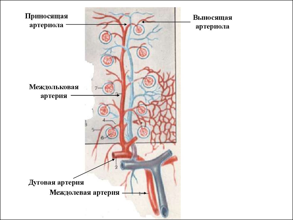 Функция почечной артерии. Почечная артерия артериола. Схема кровообращения почек. Выносящая и приносящая артериола почки. Почечная артерия выносящая артериола приносящая.
