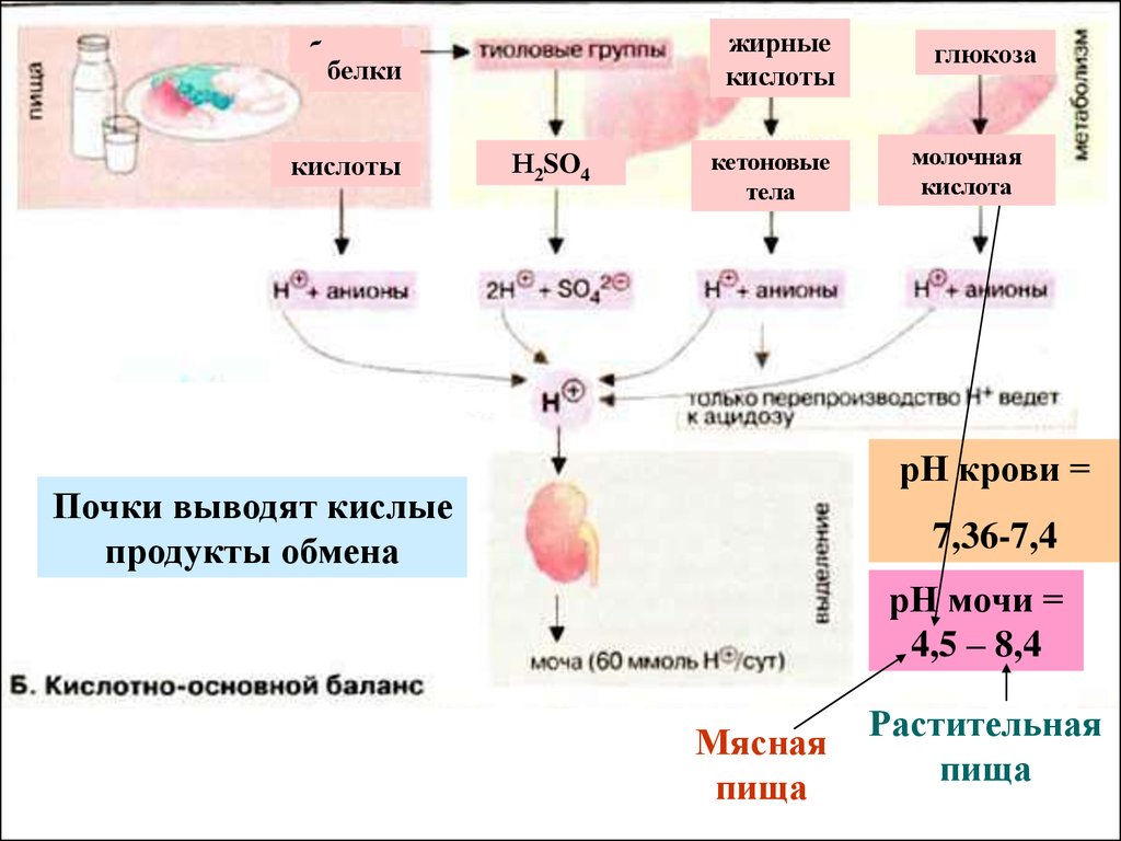 В моче белок кетоновые тела. Кислые продукты обмена веществ. Обмен жирных кислот и кетоновых тел. Кислые продукты обмена это. Путь утилизации молочной кислоты через почки.