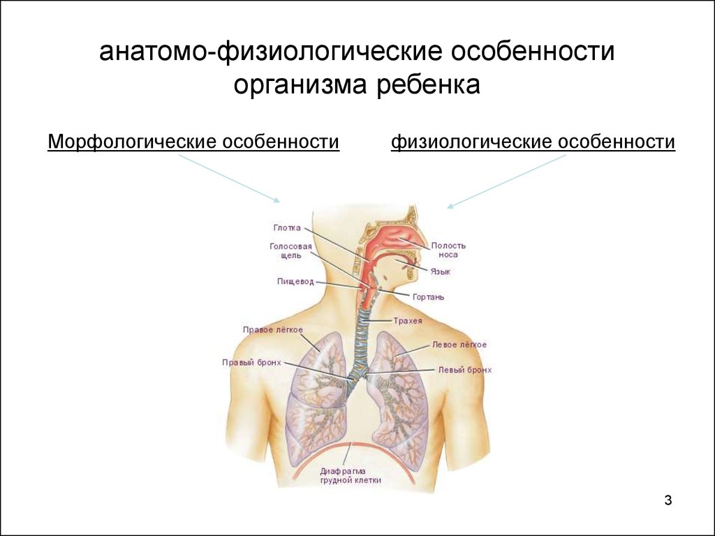 Анатомо физиологическая система