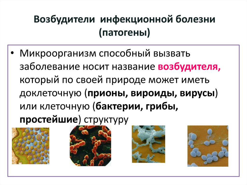 Возбудители инфекционных заболеваний презентация