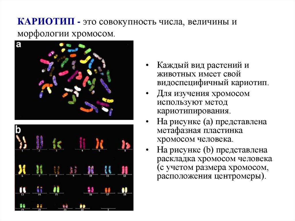Количество хромосом в кариотипе человека. Нормальный кариотип человека 46 хромосом. Кариотипирование исследование. Исследование кариотипа методика. Анализ на кариотип (кариотипирование)..