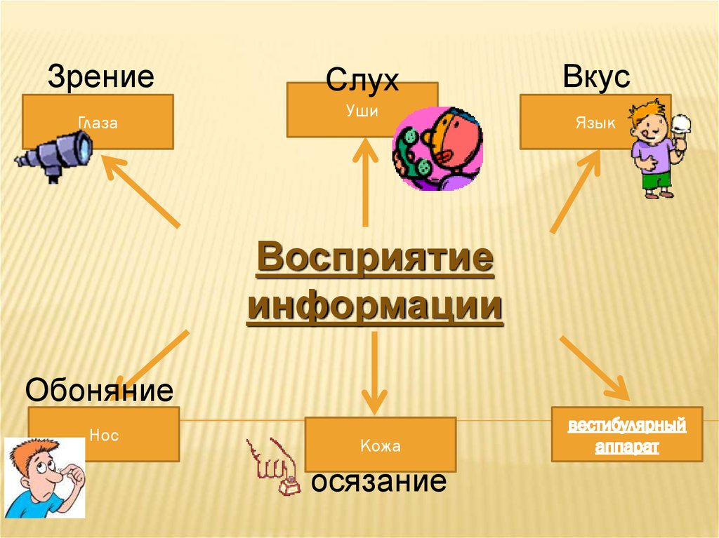 Языки восприятия. Восприятие информации вкус. Восприятие информации человеком. Уши восприятие информации. Языковой вкус.