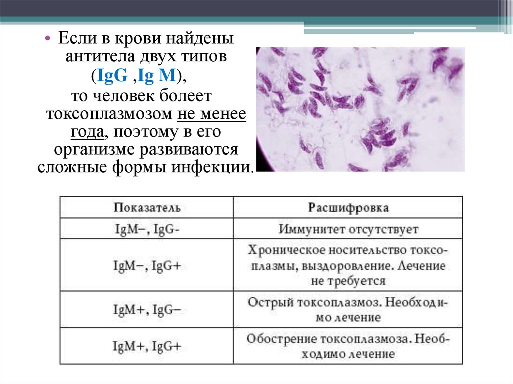 Антитела к toxoplasma gondii igg. Токсоплазма антитела g. Токсоплазма гондии антитела IGG норма. Токсоплазмоз антитела. Если в крови обнаружены антитела.