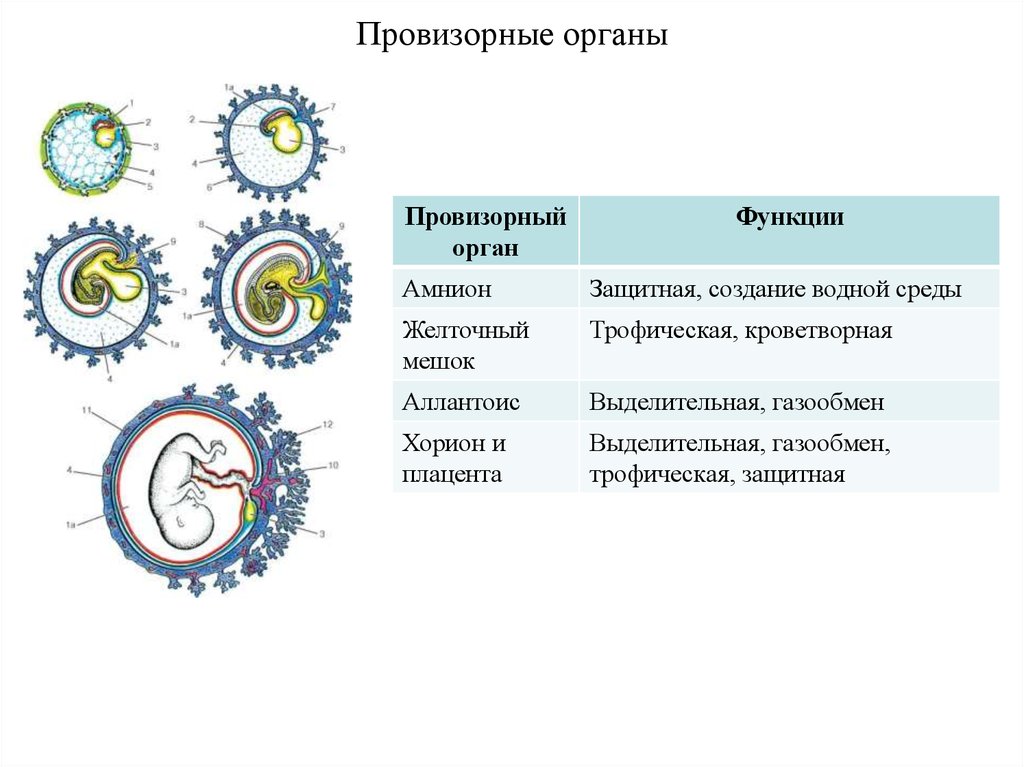 Функции провизорных органов