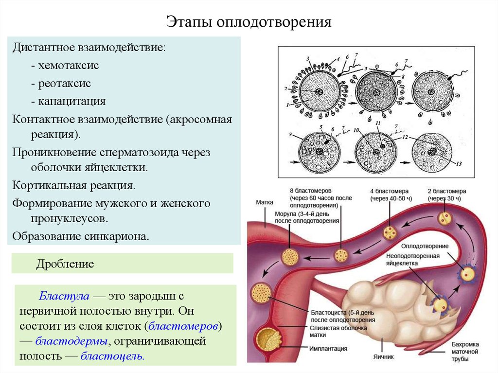 Зачатие через сколько дней. Этапы развития оплодотворенной яйцеклетки. Процесс оплодотворения схема. Образование и движение оплодотворенной яйцеклетки схема. Трубный период развития яйцеклетки.