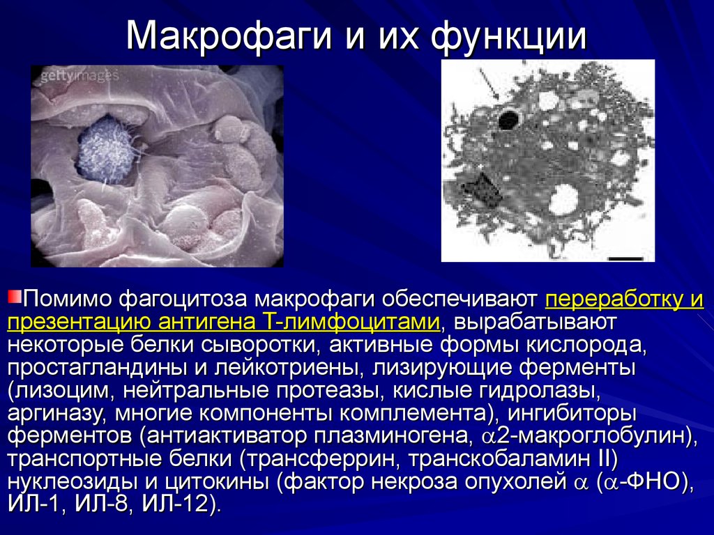 Клетками макрофагами являются