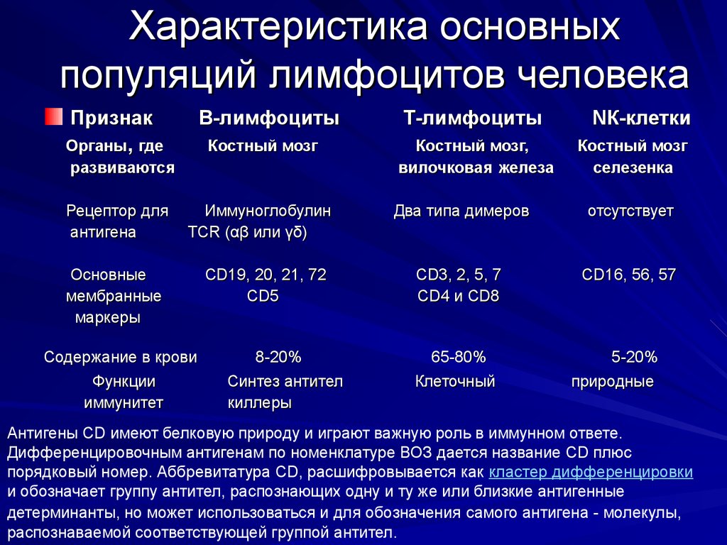 Характеристика в лимфоцитов. Характеристика основных популяций лимфоцитов человека. Лимфоциты характеристика. Основные функции лимфоцитов. Характеристика т лимфоцитов.