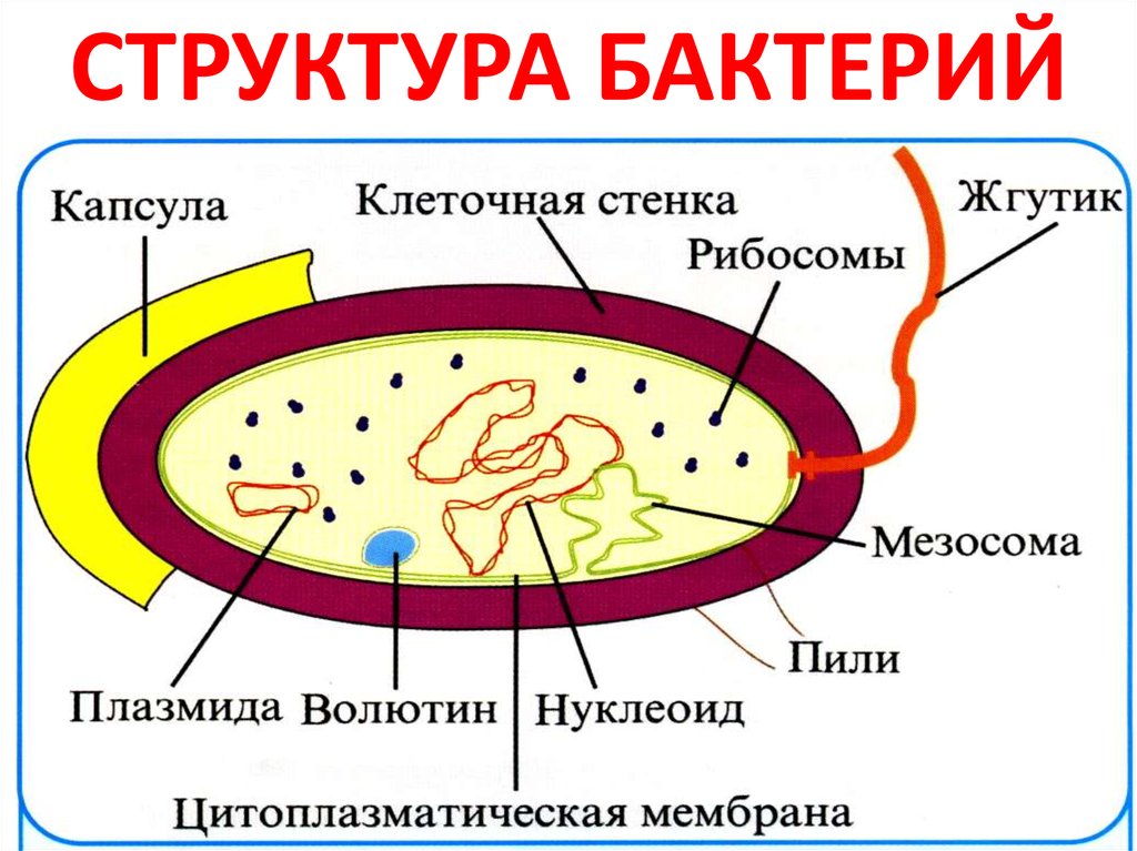 Лекция по теме Морфология и анатомия бактериальных организмов