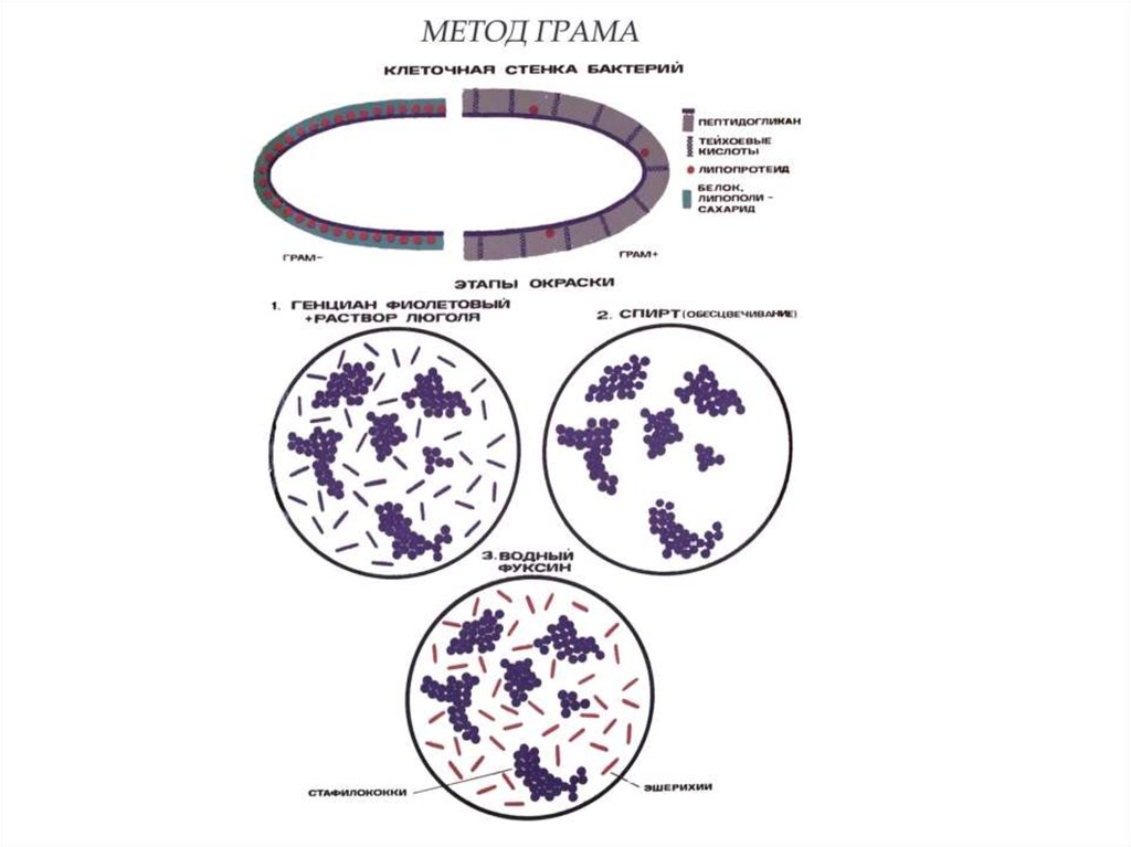 Окраска по граму. Методы окраски по Граму микробиология. Окраска бактерий по Граму схема. Этапы окраски по Граму микробиология. Метод окраски по Граму схема.