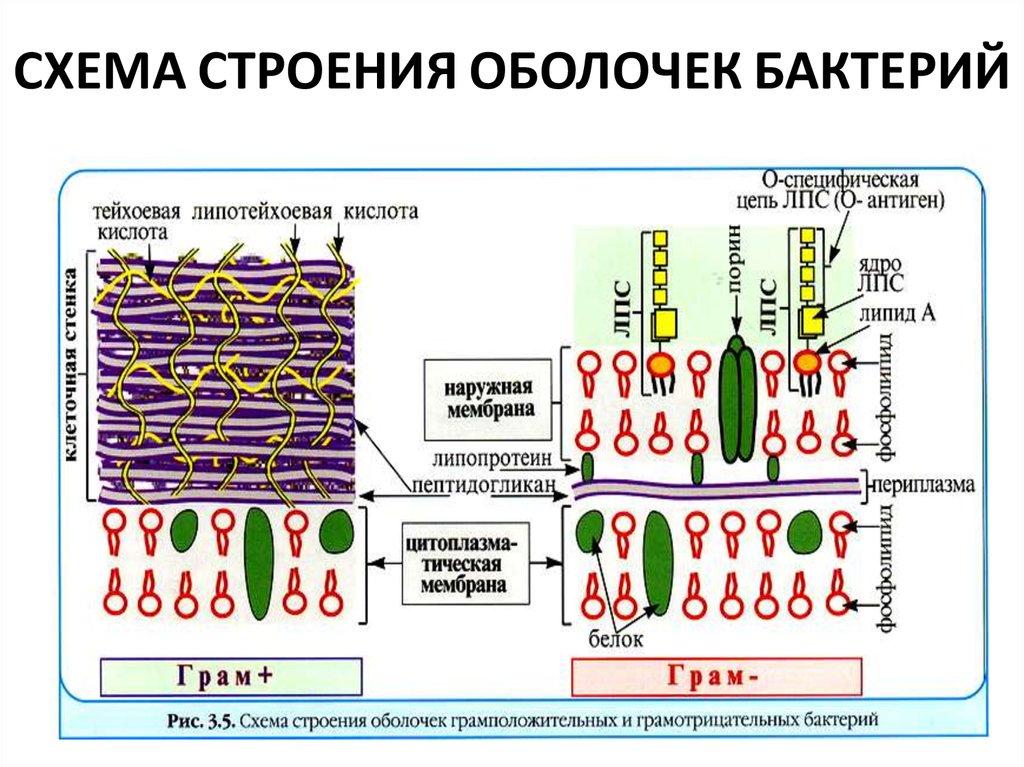 Мембрана бактерий. Строение оболочки бактерий. Строение клеточной оболочки бактерий. Грамположительные бактерии клеточная мембрана. Строение бактериальной клетки. Клеточные мембраны..