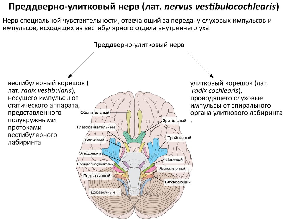 Viii черепного нерва. 8 Пара черепных нервов схема. Преддверно-улитковый нерв схема. Проводящие пути черепных нервов схемы. Симптомы поражения преддверно-улиткового нерва.