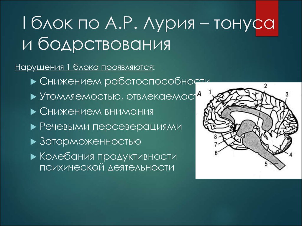 Блоки мозга по лурия с картинками