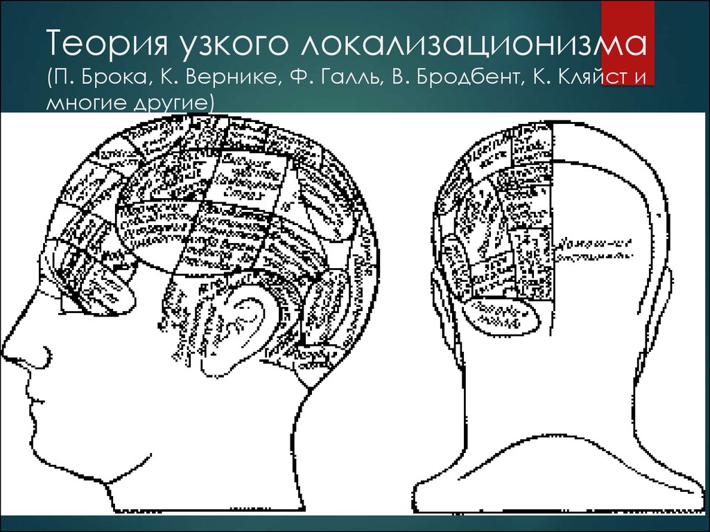 Психоморфологическое направление и концепция эквипотенциальности мозга презентация