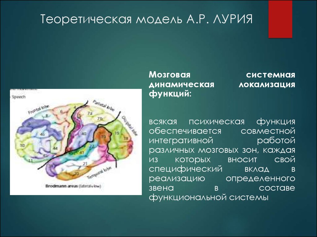 Локализация функций головного. Локализация функций головного мозга. Мозг локализация функций. Локализация высших мозговых функций. Лурия головной мозг.