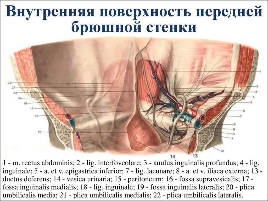 Толстая брюшная стенка. Анатомия передней брюшной стенки живота изнутри. Области передней брюшной стенки топографическая анатомия. Переднебоковая стенка живота топографическая анатомия. Строение передней брюшной стенки анатомия.