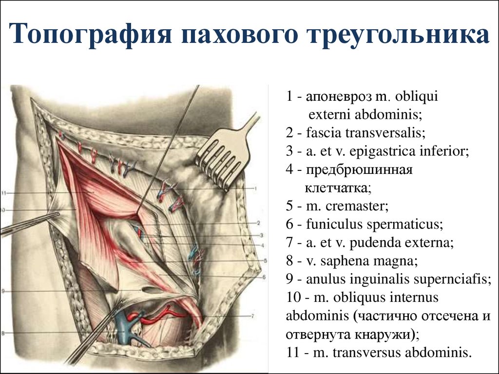 Брюшной на латыни. Строение брюшной стенки анатомия. Слои передней брюшной стенки топографическая анатомия. Строение передней брюшной стенки топографическая анатомия. Топография паховой области топографическая анатомия.