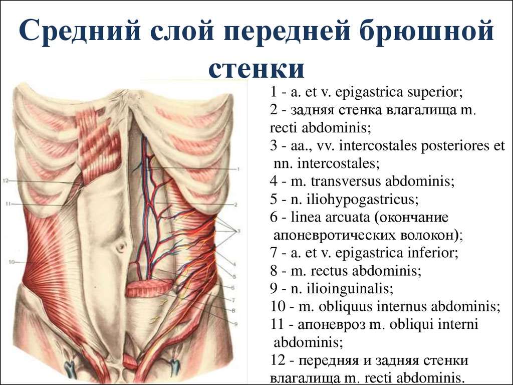 Толстая брюшная стенка. Мышцы передней стенки брюшной полости анатомия. Слои брюшной стенки анатомия. Топографическая анатомия передней брюшной стенки живота. Слои брюшной стенки топографическая анатомия.