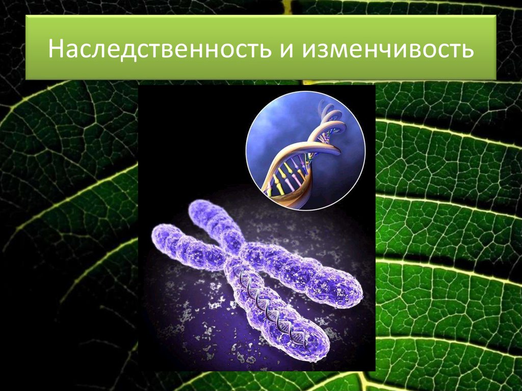 Рисунок наследственность по биологии