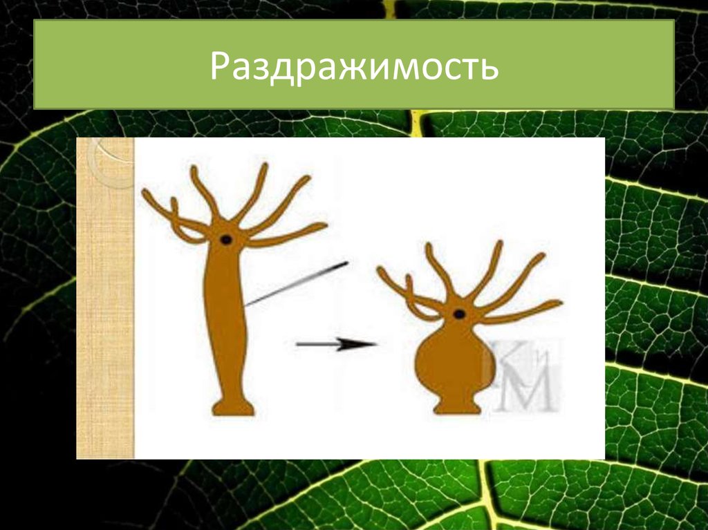 Раздражимость у животных примеры. Раздражимость. Раздражимость живых организмов. Раздражимость это в биологии. Раздражимость и движение в биологии.