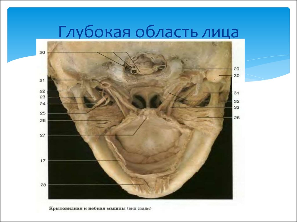 Границы лица. Глубокая область лица границы. Пространства глубокой области лица. Топография глубокой области лица.