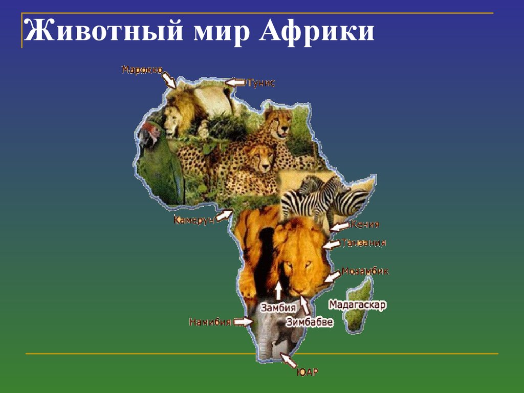 Африки животный география. Животный мир материка Африка. Животные и растения Африки. Проект Африка. Материк Африка для детей.