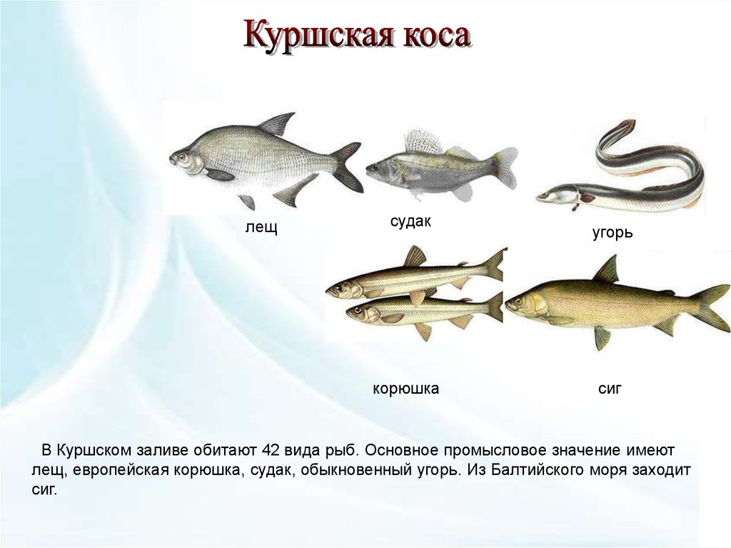 Какая самая пресноводная рыба в калининградской области. Рыбы Куршского залива. Промысловые рыбы Куршского залива. Рыба на Куршской косе. Рыба обитающая в Балтийском море.