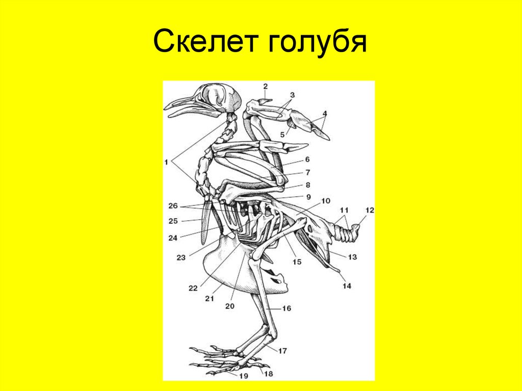 Рисунок скелета голубя