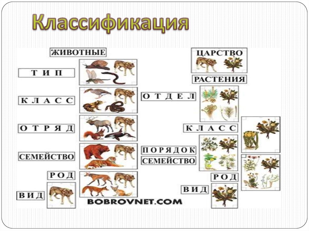 Классификация