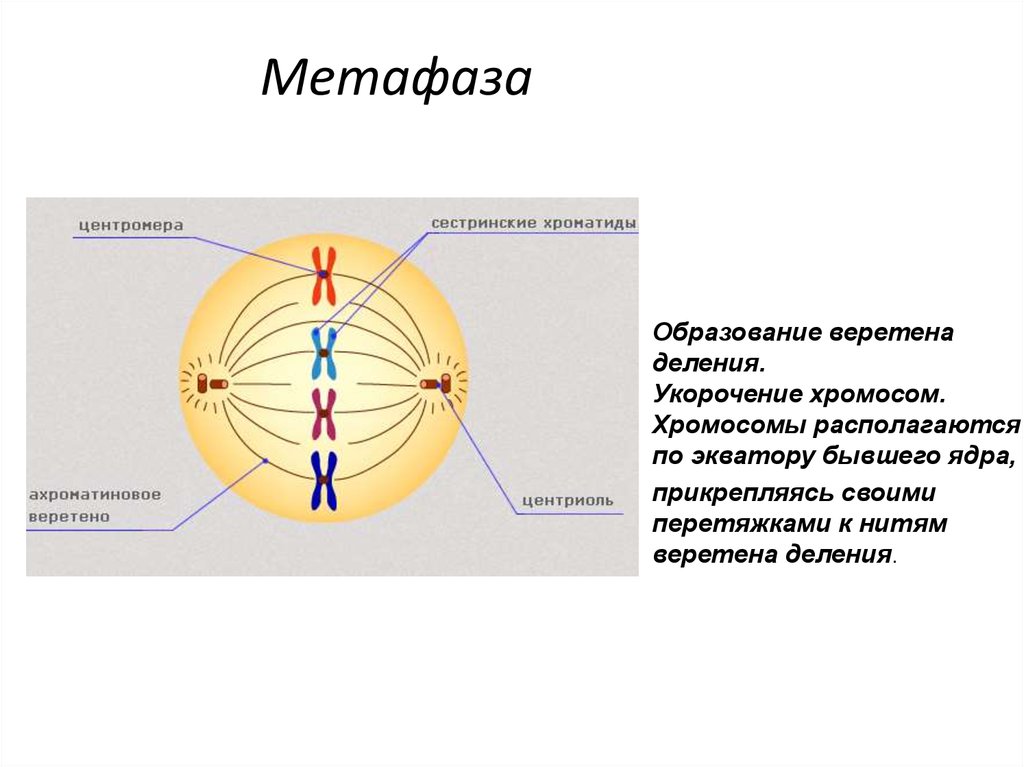 Расхождение центриолей с образованием веретена деления. Метафаза нити веретена деления. Метафаза 1. Веретено деления …. Метафаза формирование веретена деления. Прометафаза метафаза Веретено деления.